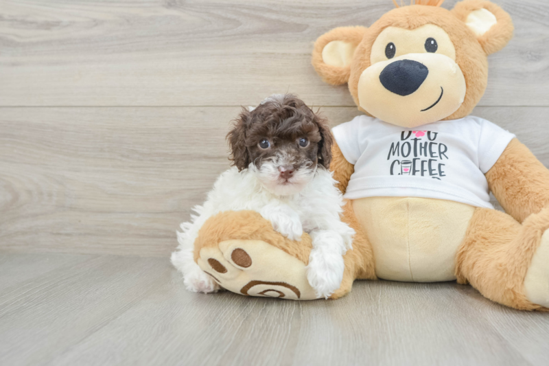 Meet Rubik - our Poodle Puppy Photo 1/3 - Seaside Pups