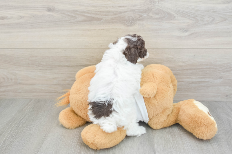 Meet Rubik - our Poodle Puppy Photo 2/3 - Seaside Pups