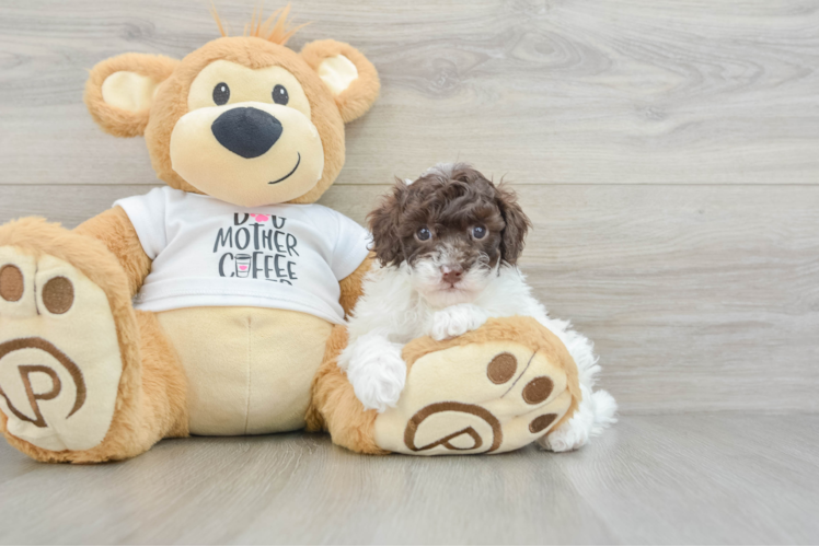 Poodle Pup Being Cute