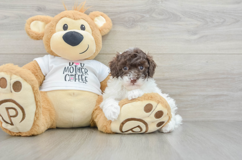 6 week old Poodle Puppy For Sale - Seaside Pups