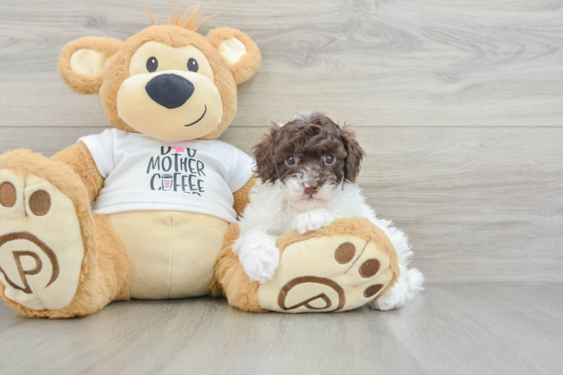 Meet Rubik - our Poodle Puppy Photo 3/3 - Seaside Pups