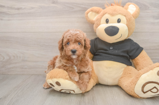 Akc Registered Poodle Baby