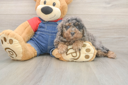 5 week old Poodle Puppy For Sale - Seaside Pups Adorable Toy Poodle Purebred Puppy