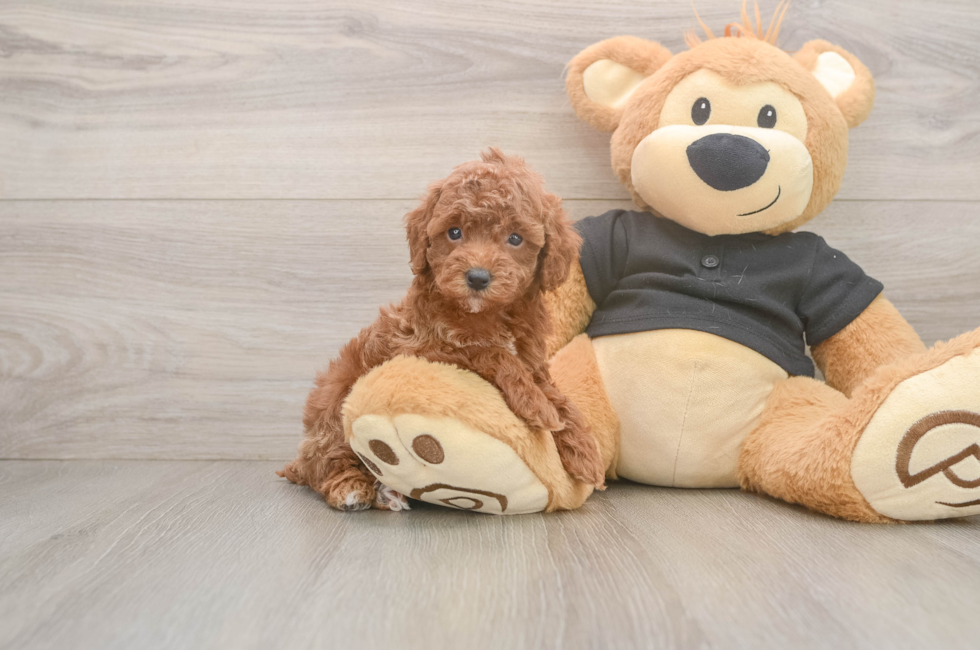5 week old Poodle Puppy For Sale - Seaside Pups