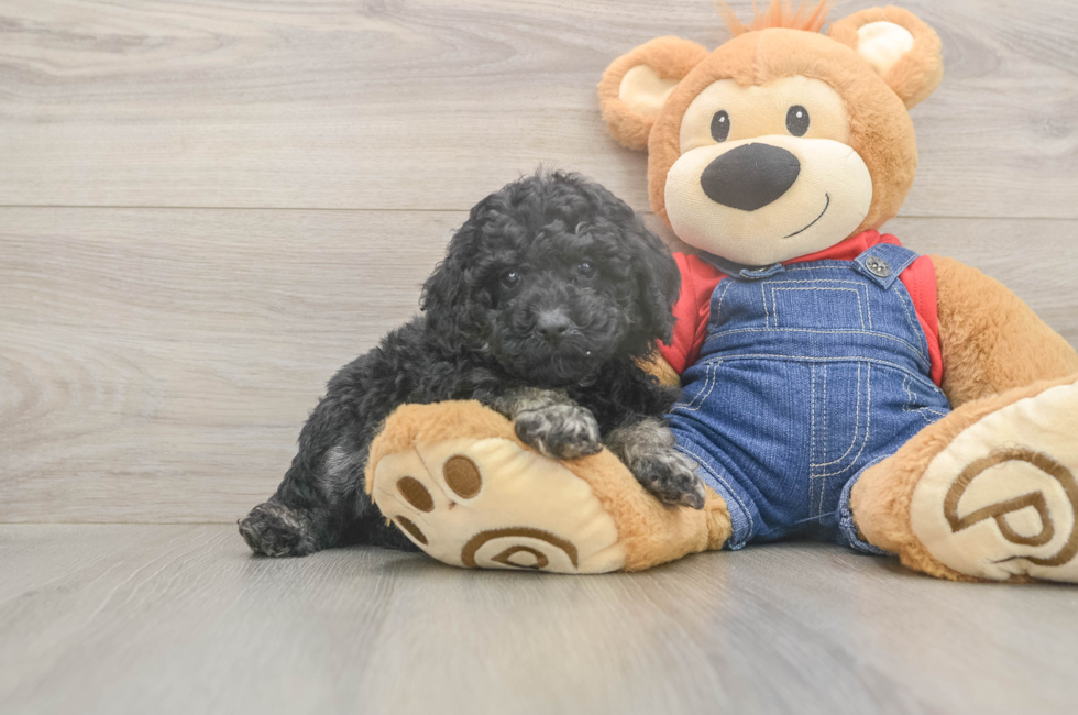 5 week old Poodle Puppy For Sale - Seaside Pups