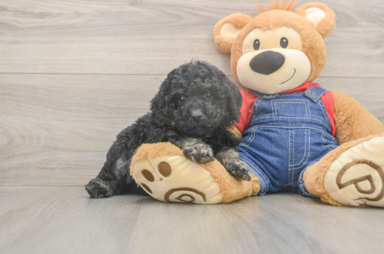 5 week old Poodle Puppy For Sale - Seaside Pups Hypoallergenic Poodle Baby