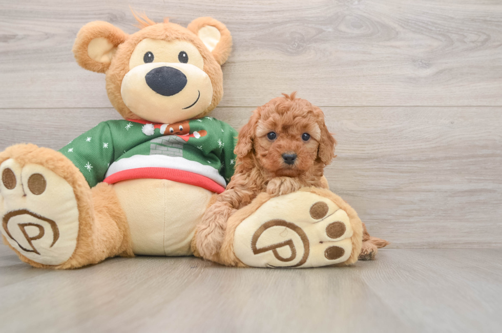 5 week old Poodle Puppy For Sale - Seaside Pups