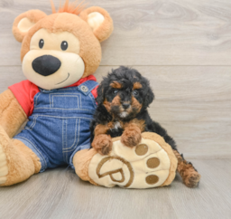 7 week old Poodle Puppy For Sale - Seaside Pups