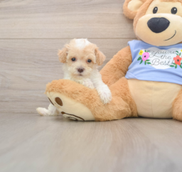 7 week old Poodle Puppy For Sale - Seaside Pups