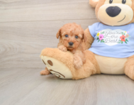 7 week old Poodle Puppy For Sale - Seaside Pups