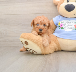 7 week old Poodle Puppy For Sale - Seaside Pups