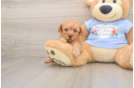 Best Poodle Baby