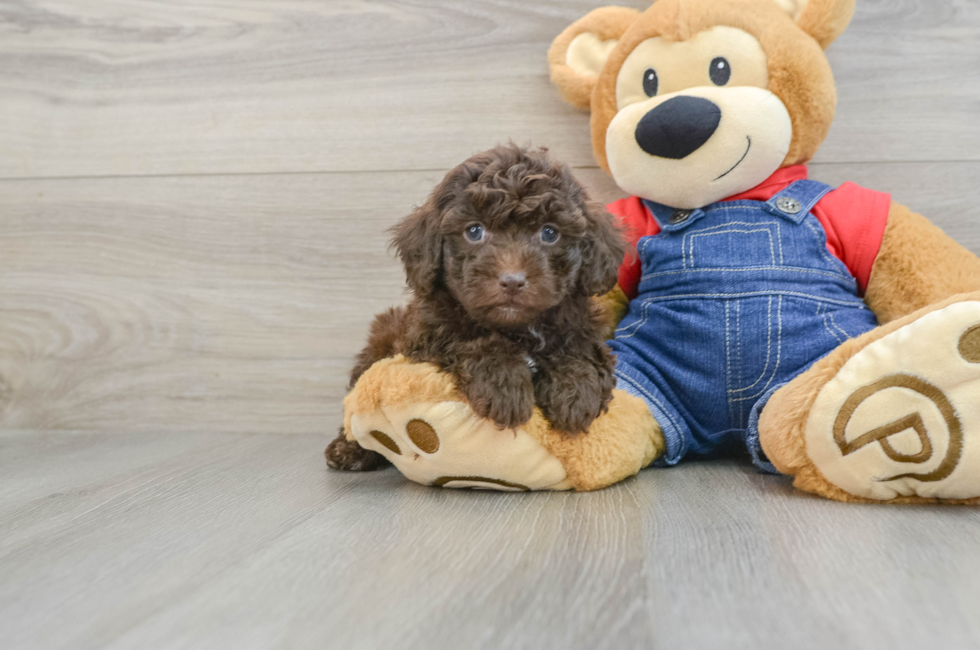 5 week old Poodle Puppy For Sale - Seaside Pups