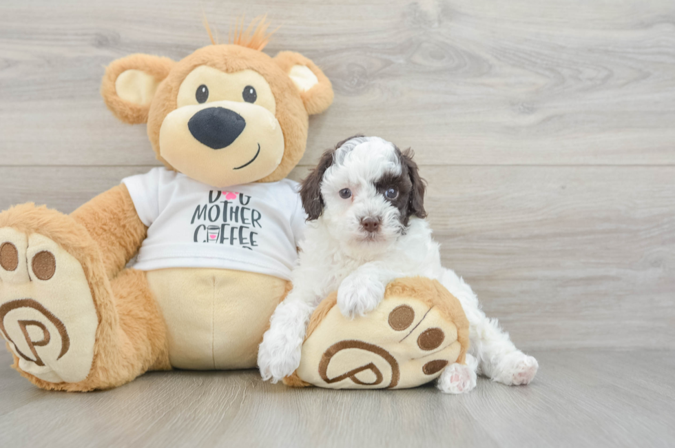 6 week old Poodle Puppy For Sale - Seaside Pups