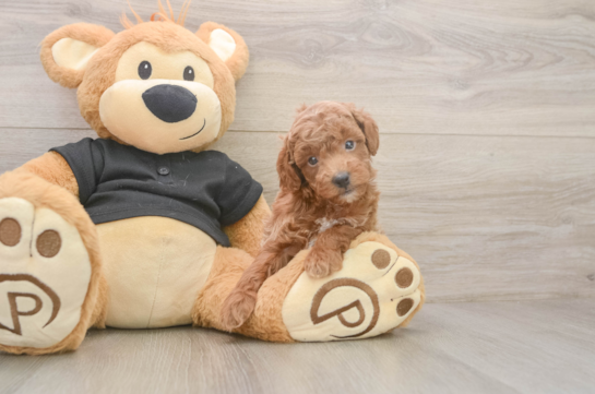 Petite Toy Poodle Purebred Puppy