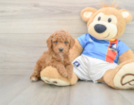 6 week old Poodle Puppy For Sale - Seaside Pups