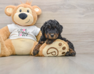 7 week old Poodle Puppy For Sale - Seaside Pups