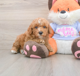 7 week old Poodle Puppy For Sale - Seaside Pups
