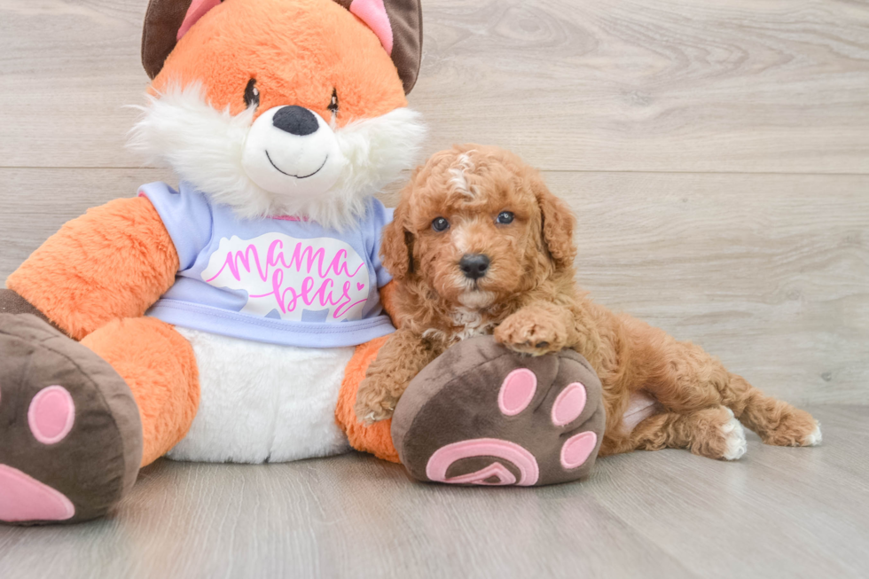 Hypoallergenic Poodle Purebred Pup