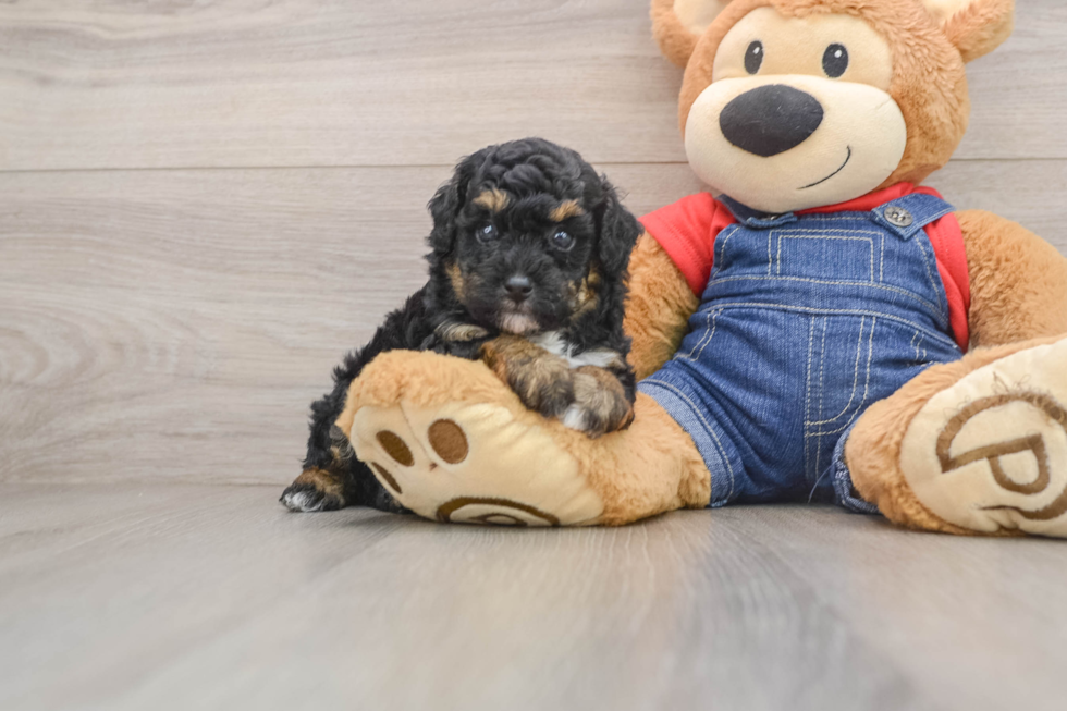 Cute Pooodle Purebred Puppy