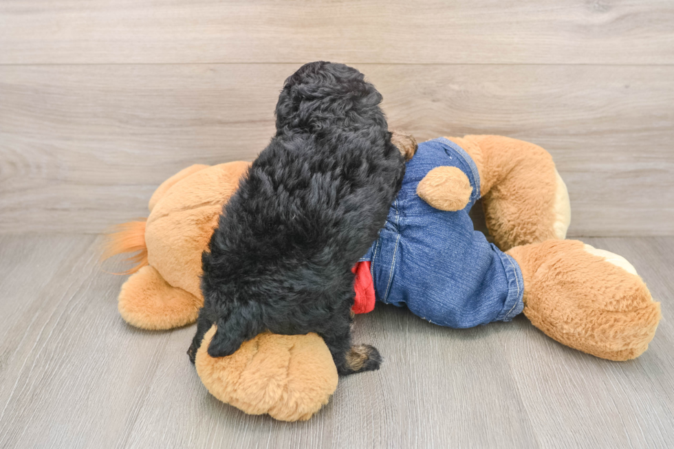 Small Poodle Purebred Pup