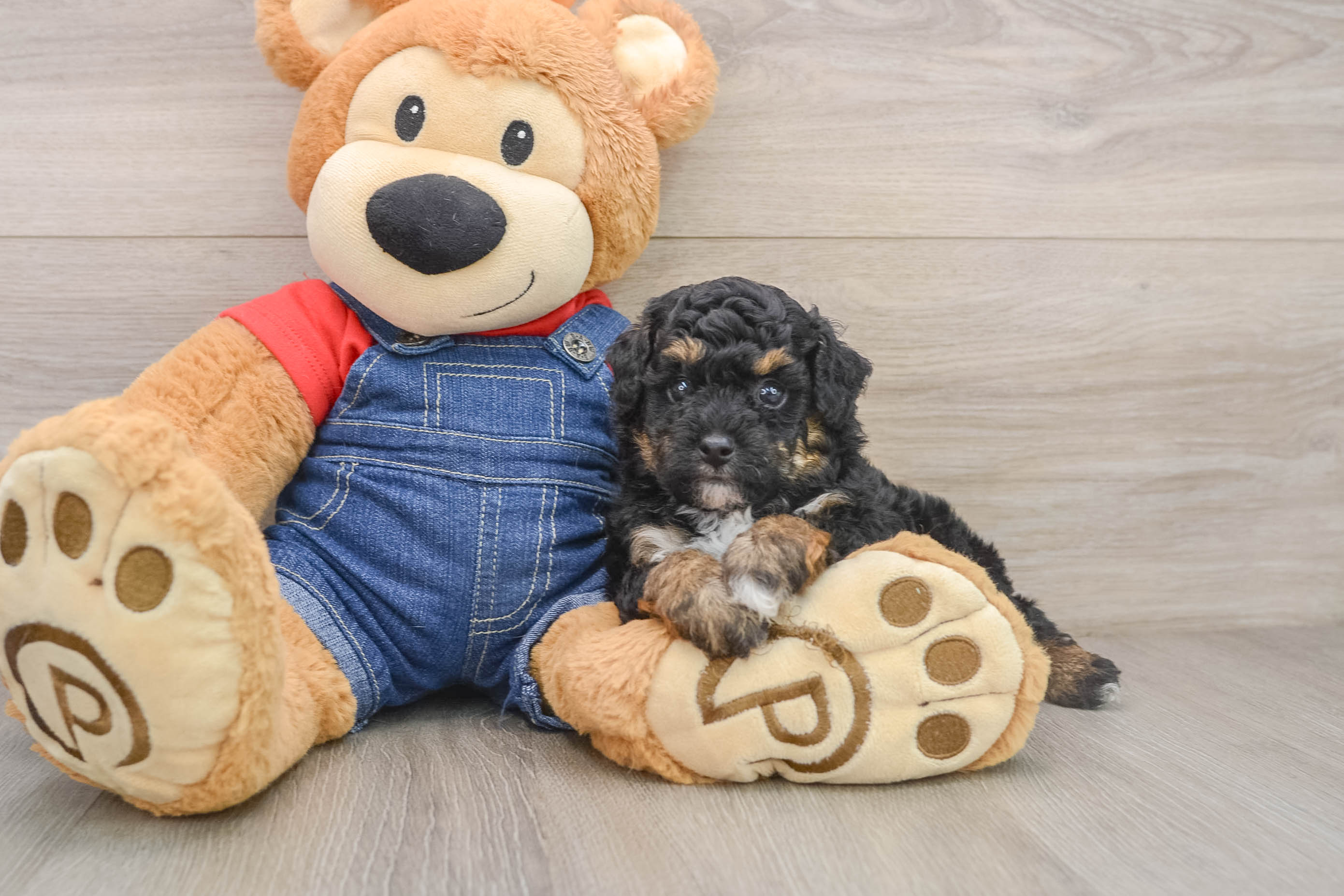 Playful Poodle Baby