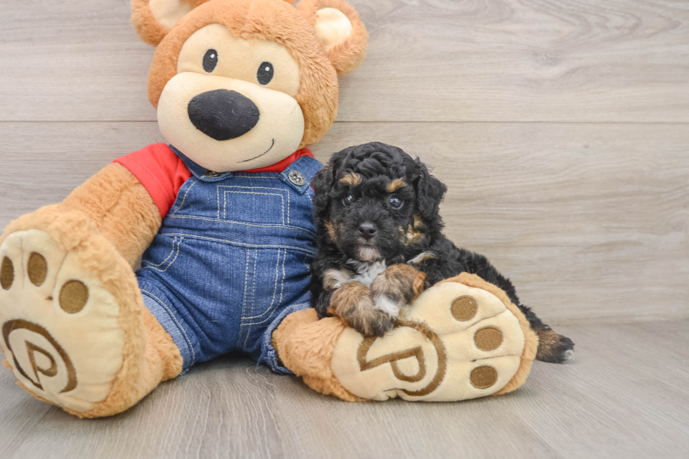 Playful Poodle Baby