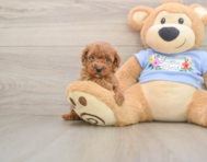 7 week old Poodle Puppy For Sale - Seaside Pups
