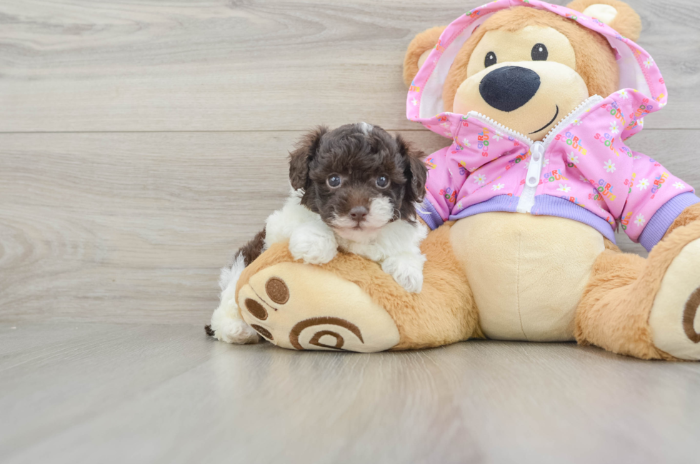 5 week old Poodle Puppy For Sale - Seaside Pups