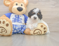 7 week old Poodle Puppy For Sale - Seaside Pups