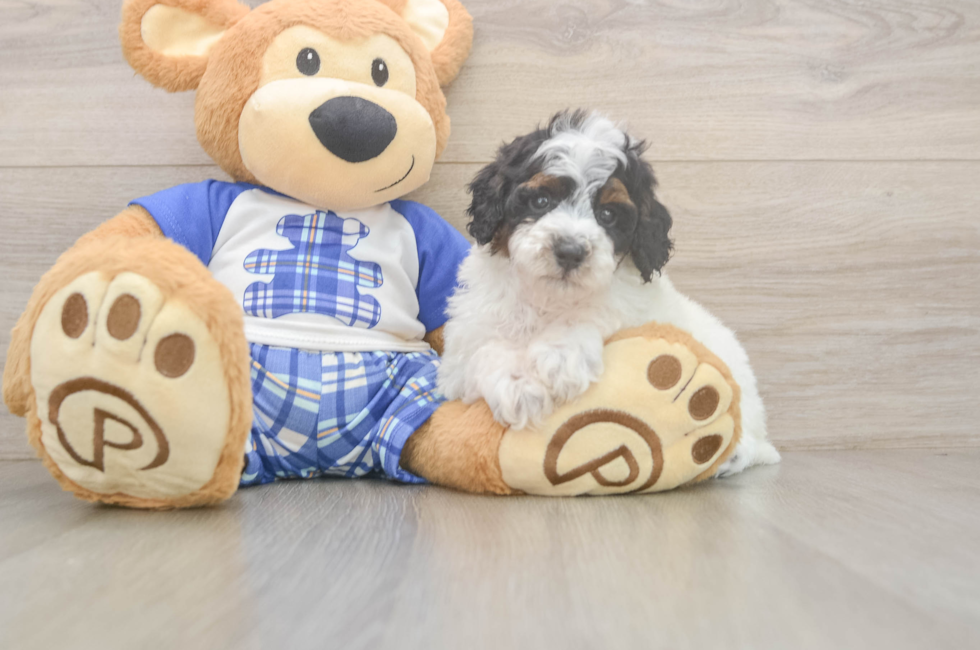 5 week old Poodle Puppy For Sale - Seaside Pups