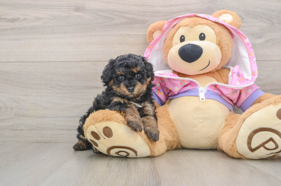 5 week old Poodle Puppy For Sale - Seaside Pups