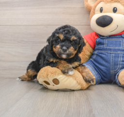 7 week old Poodle Puppy For Sale - Seaside Pups
