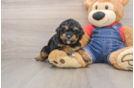 Best Poodle Baby
