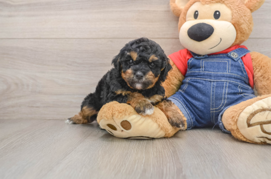 Best Poodle Baby