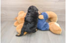 Petite Pudel Purebred Puppy