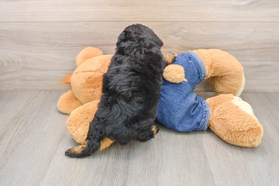 Petite Pudel Purebred Puppy