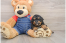 Poodle Puppy for Adoption