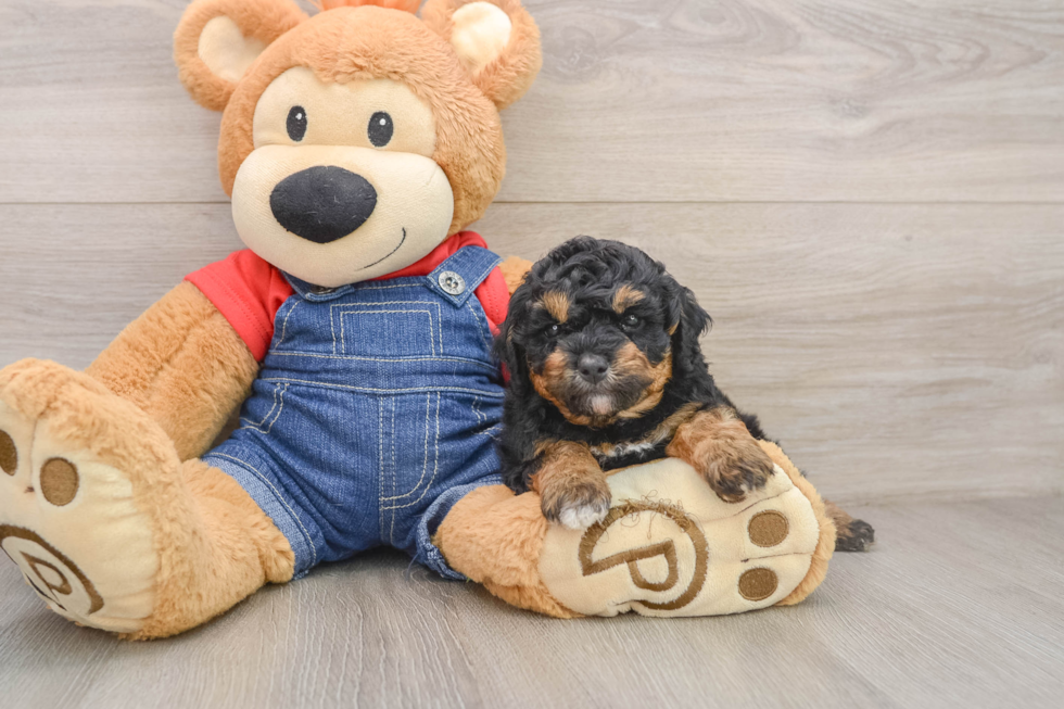Poodle Puppy for Adoption