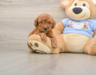 7 week old Poodle Puppy For Sale - Seaside Pups