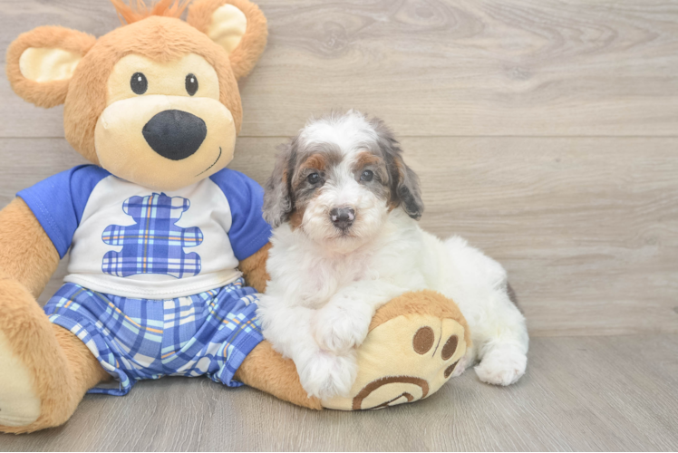 Poodle Puppy for Adoption
