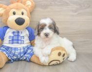 7 week old Poodle Puppy For Sale - Seaside Pups