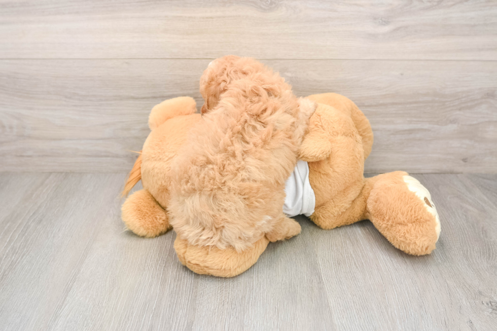 Poodle Pup Being Cute