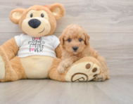 7 week old Poodle Puppy For Sale - Seaside Pups