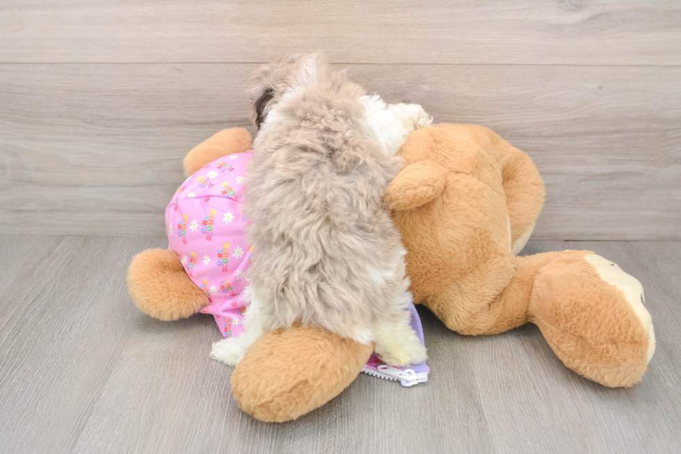 Hypoallergenic Poodle Purebred Pup