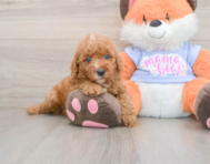 5 week old Poodle Puppy For Sale - Seaside Pups