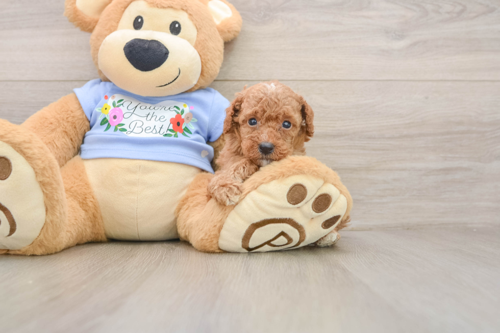 Happy Pudel Purebred Puppy