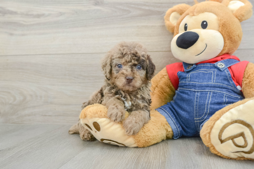 Best Poodle Baby