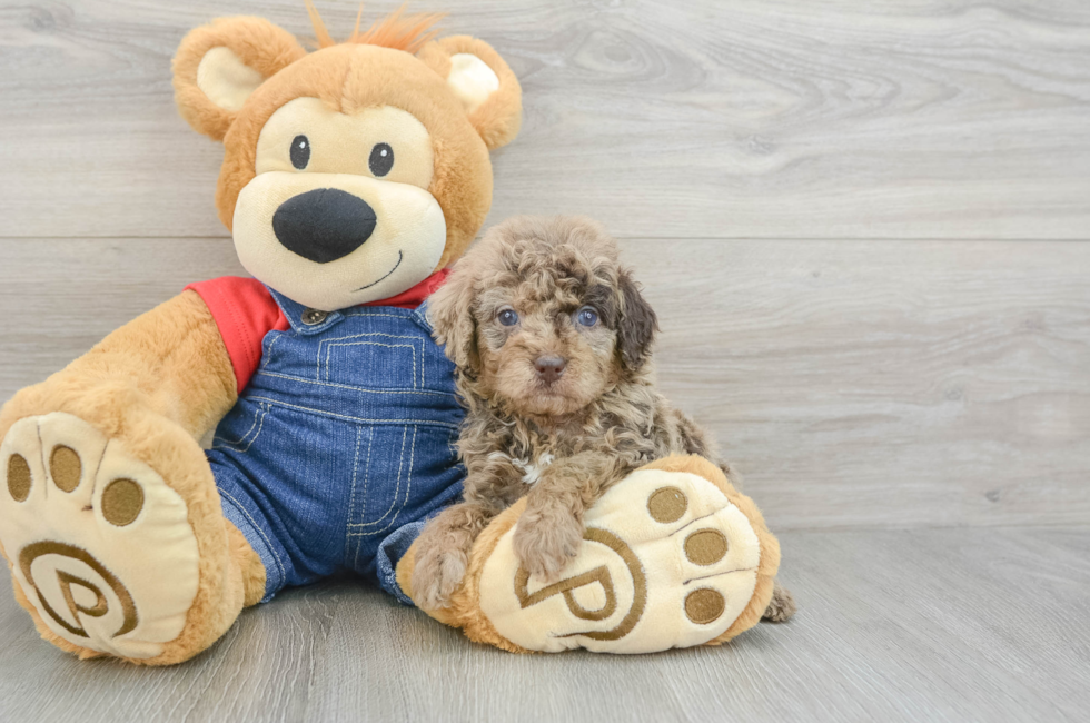 5 week old Poodle Puppy For Sale - Seaside Pups