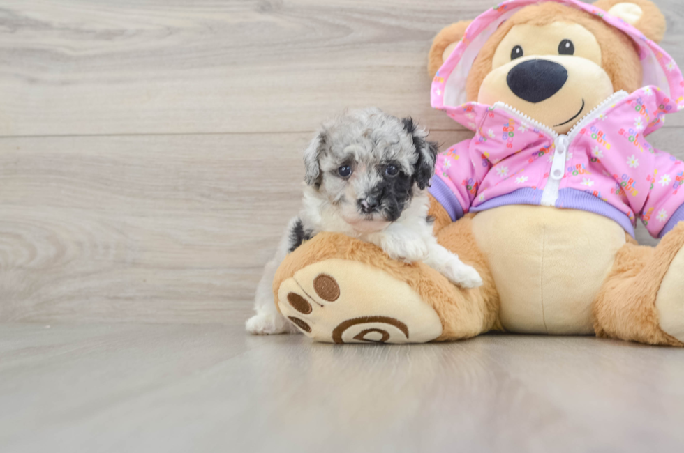 5 week old Poodle Puppy For Sale - Seaside Pups